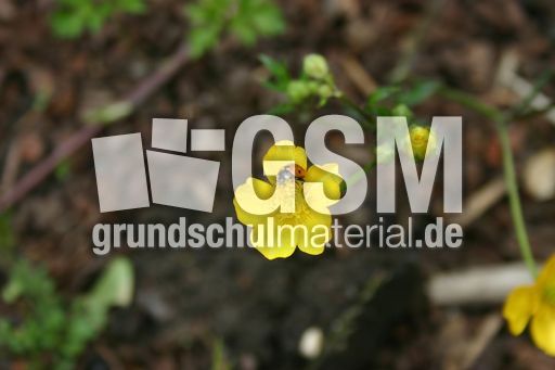 Marienkäfer-Valentin-39.jpg